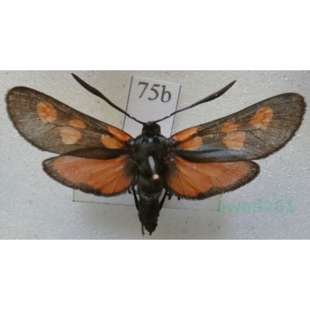 Zygaena trifolii (Esper, 1783) Kraśnik pięcioplamek Czech75b